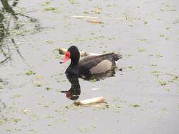 Image of Rosy-billed Pochard