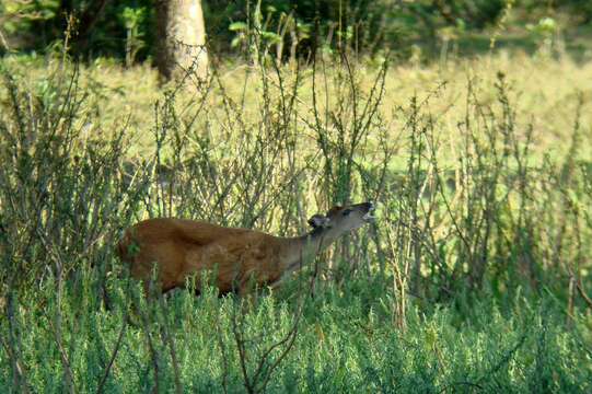 Image of South American Red Brocket