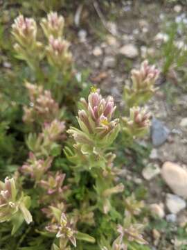 Image of yellow Wallowa Indian paintbrush