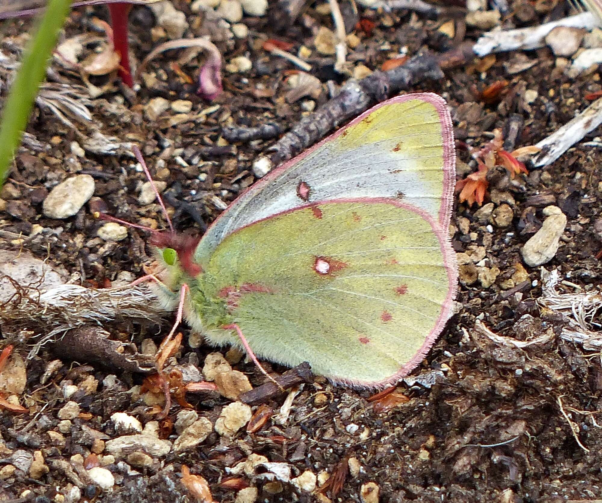 Colias vauthierii vauthierii的圖片