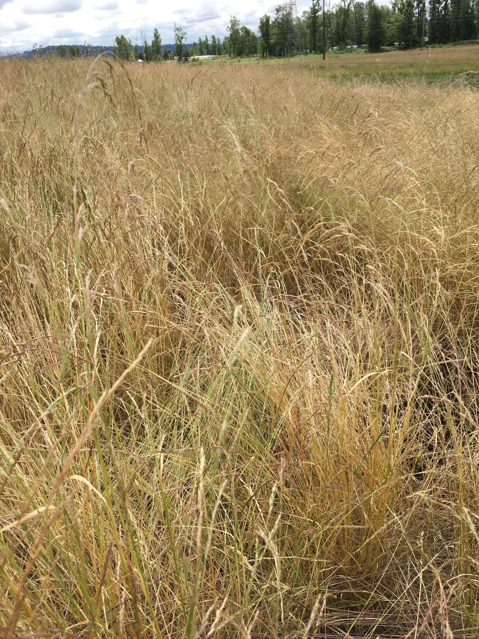 Imagem de Deschampsia elongata (Hook.) Munro