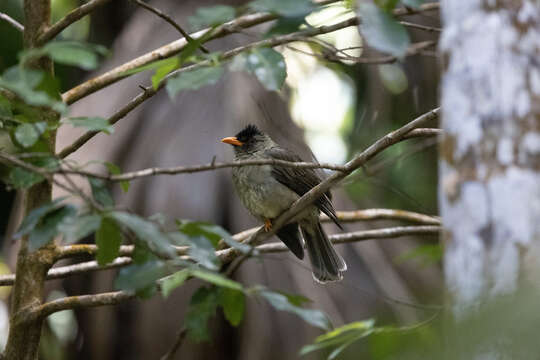 Image of Seychelles Black Bulbul