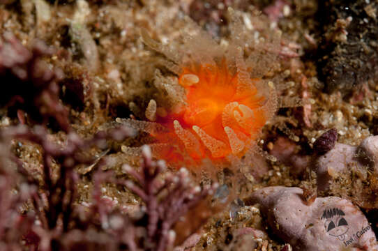 Image of Scarlet-and-gold Star Coral