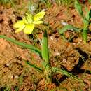 Image of Moraea ciliata subsp. lutescens Goldblatt & J. C. Manning