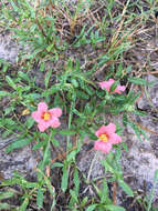 Image of bracted fanpetals