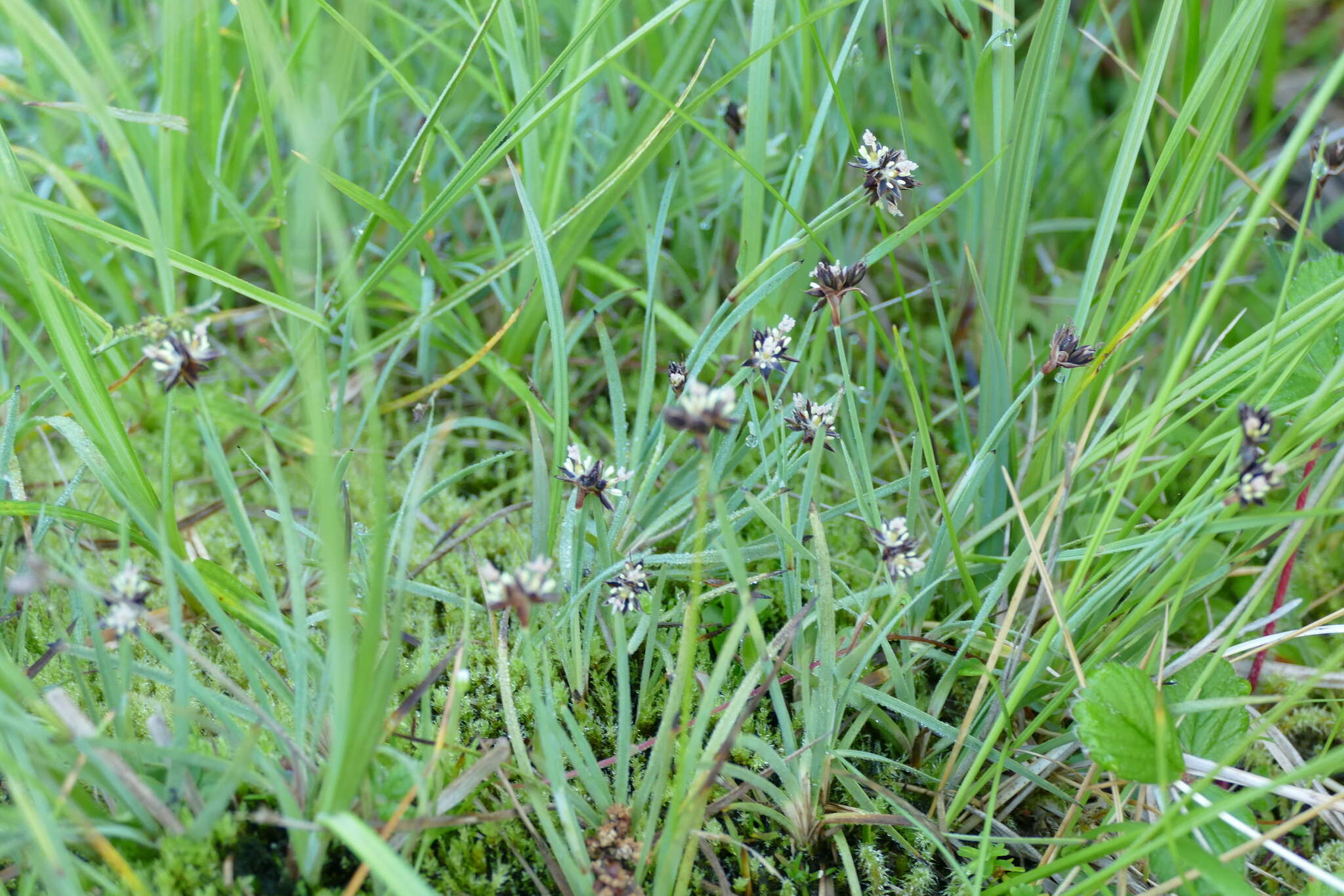 Слика од Juncus falcatus E. Mey.