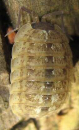 Image of Porcellio monticola Lereboullet 1853