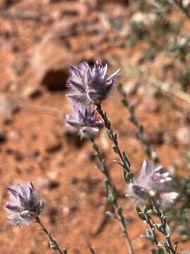 Image de Ptilotus whitei (J. M. Black) Lally