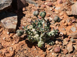 Image de Euphorbia decepta N. E. Br.