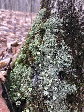 Plancia ëd Cladonia carneola (Fr.) Fr.