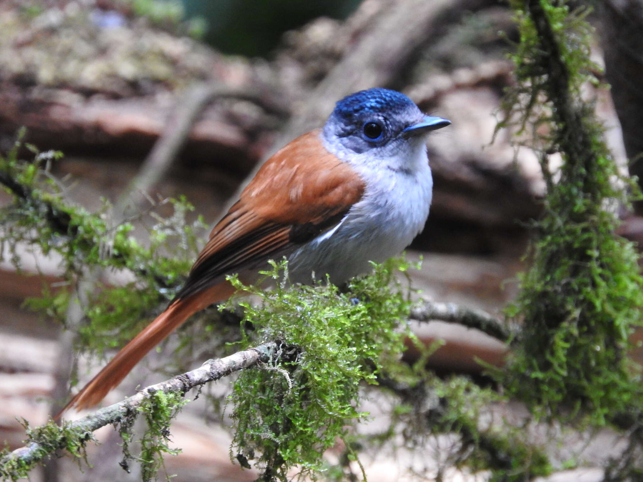 Image of Sao Tome Paradise Flycatcher