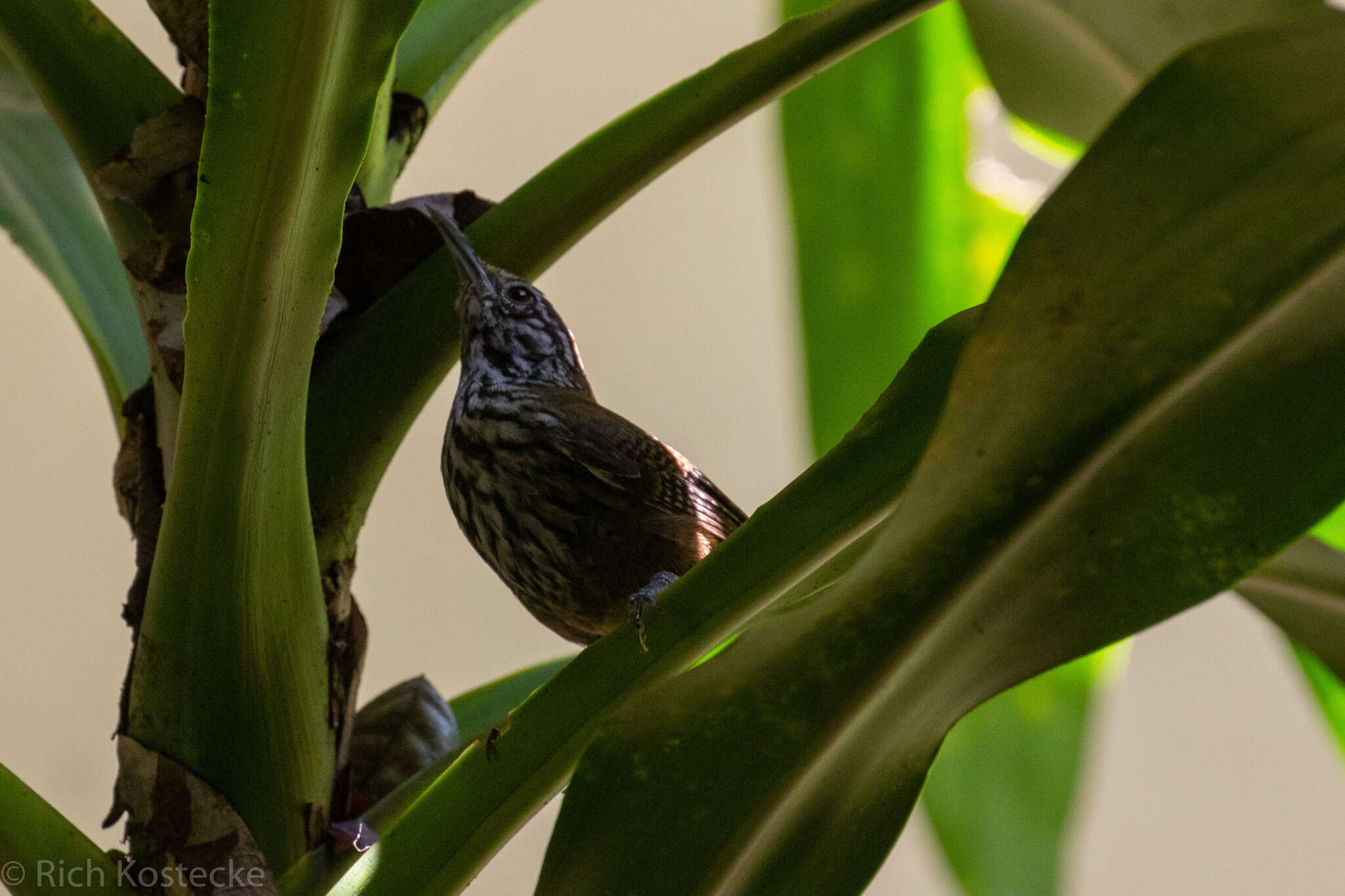 Image of Stripe-breasted Wren