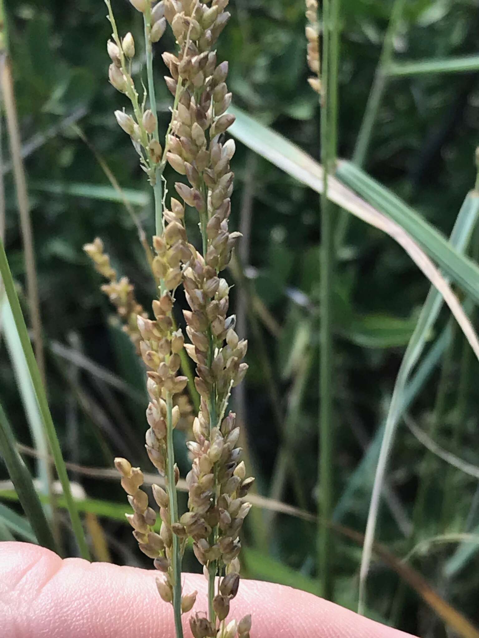 Image de Setaria lindenbergiana (Nees) Stapf