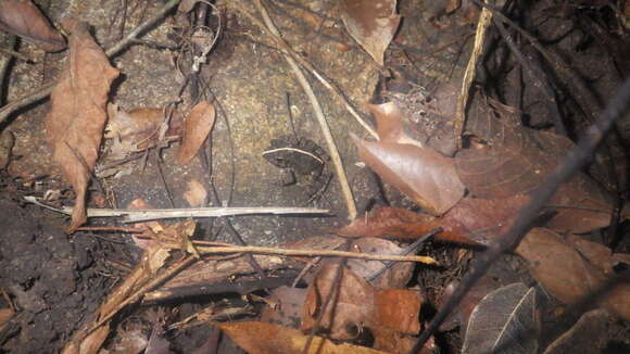 Image of Massif Madagascar Frog