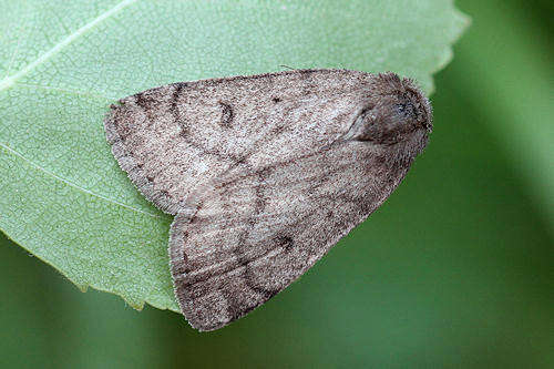 Image of Marsh moth