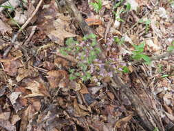 Image of early meadow-rue