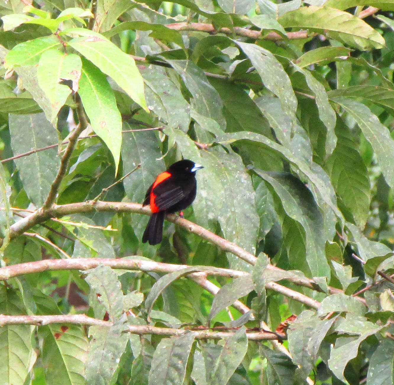 Image de Tangara à croupion rouge