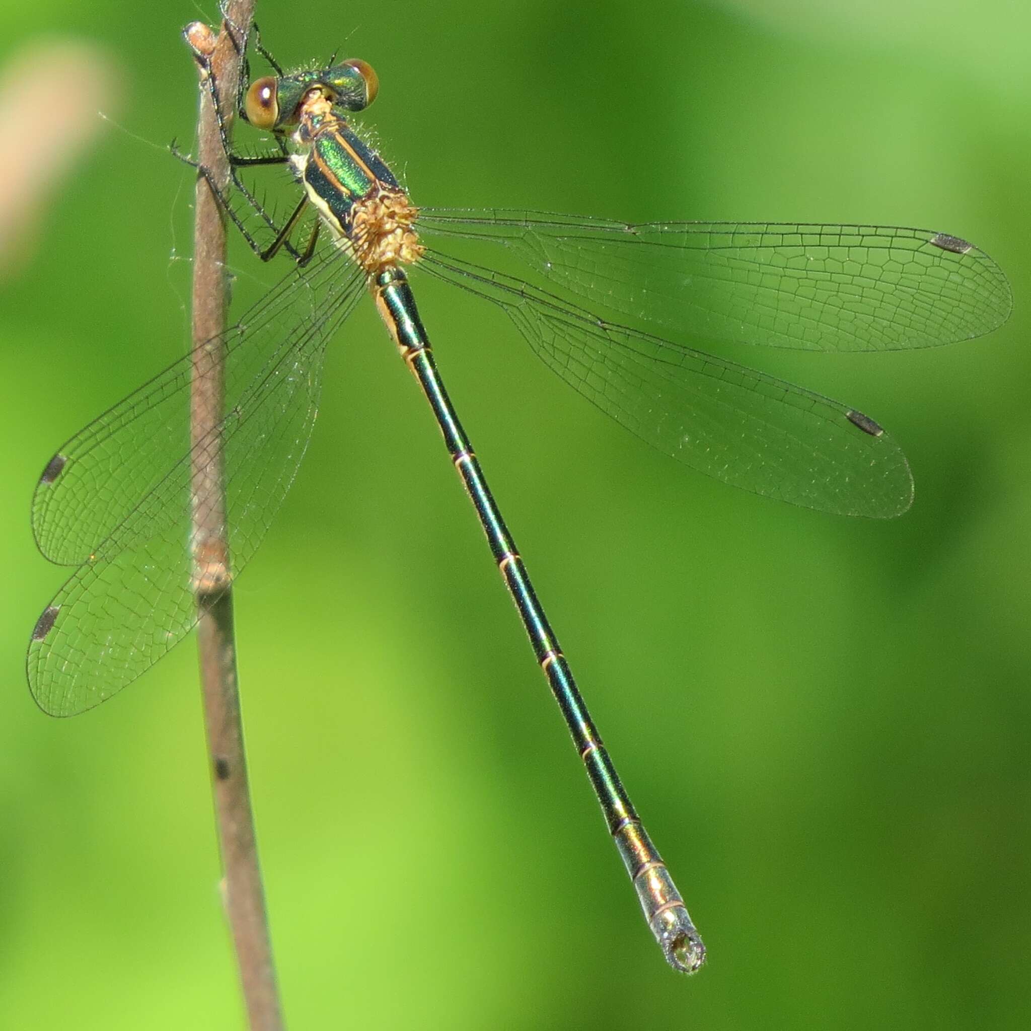 Image of Emerald Spreadwing