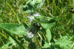 Image of Bombus vancouverensis vancouverensis Cresson 1879