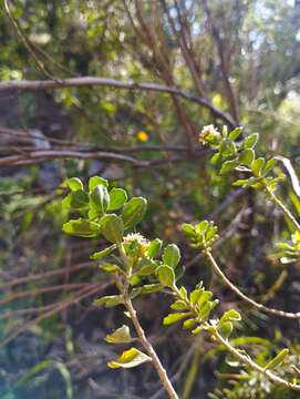 Imagem de Baccharis rhomboidalis Remy