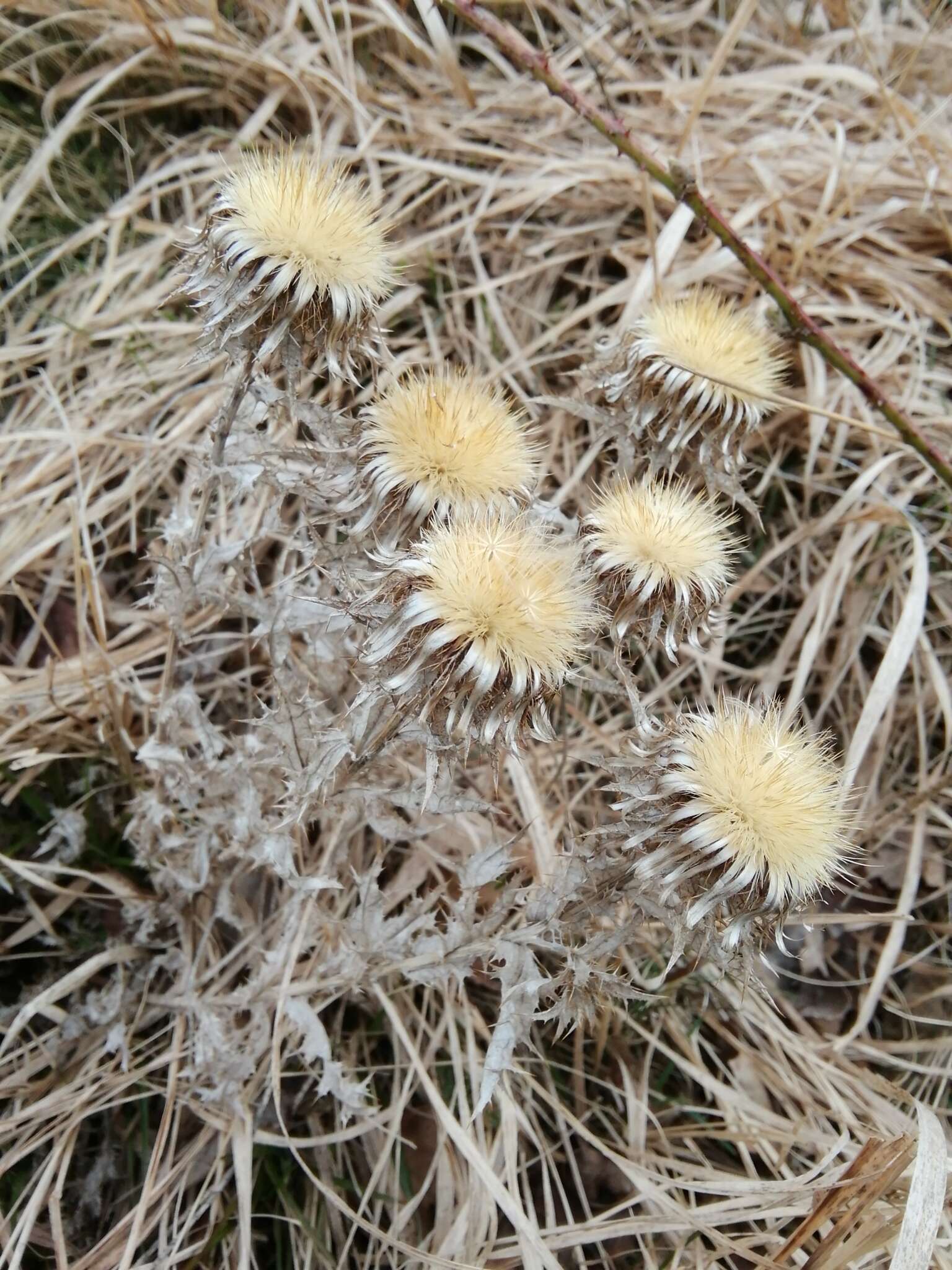 Image of carline thistle