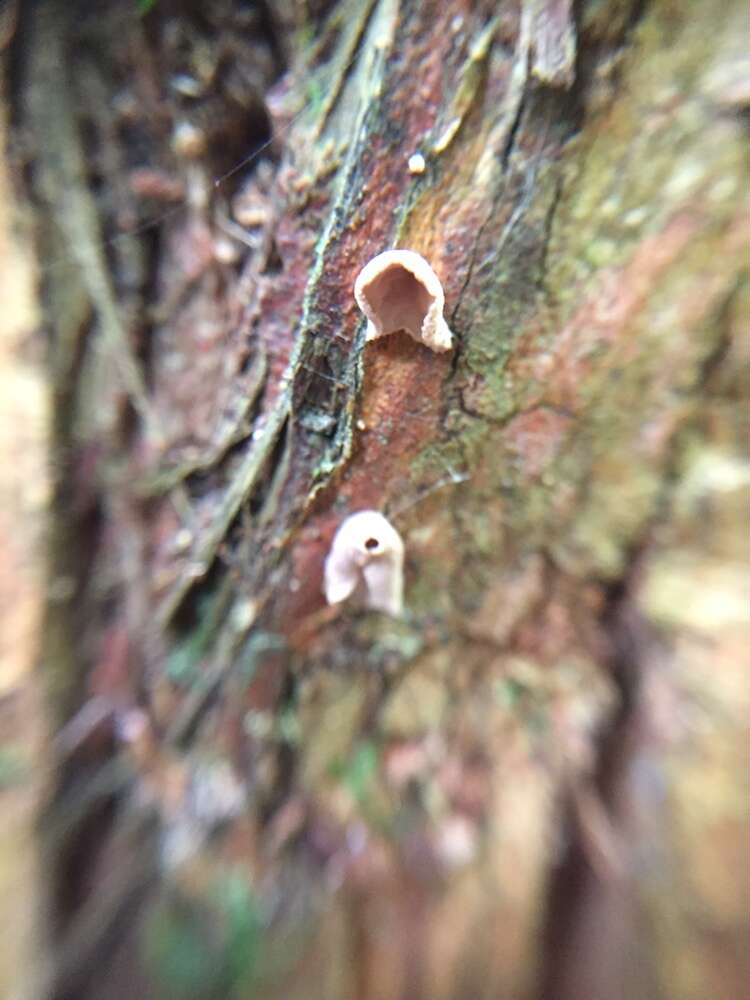 Image of Calyptella totara (G. Cunn.) W. B. Cooke 1961