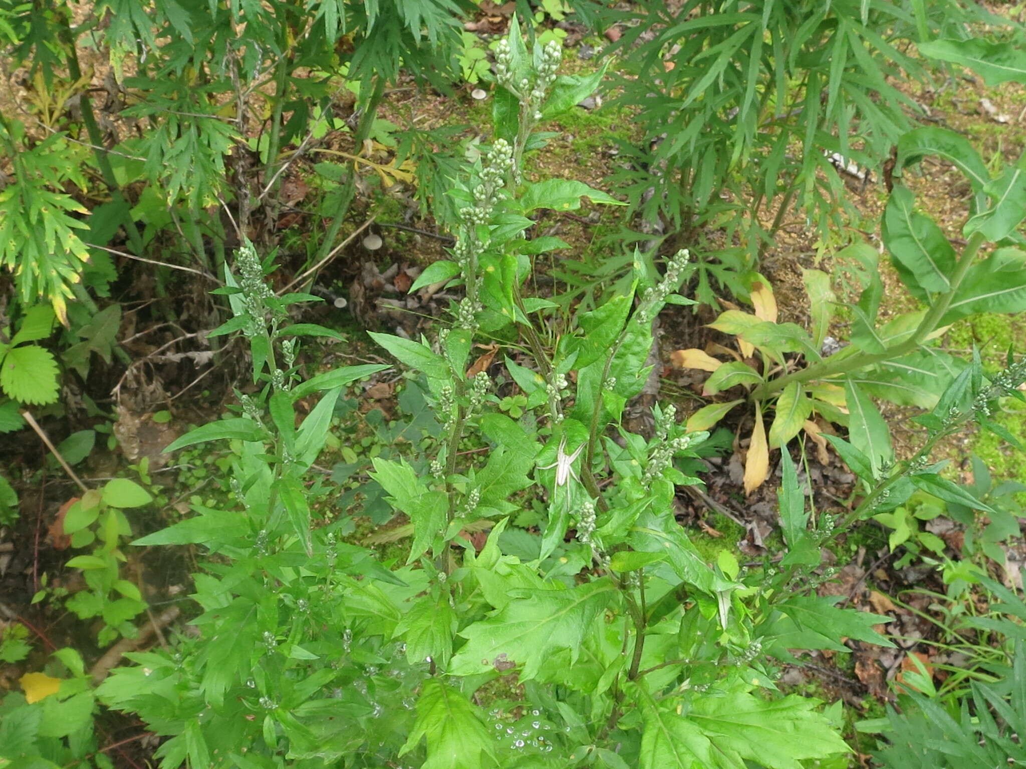 Image of Artemisia stolonifera (Maxim.) Kom.