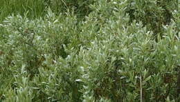 Image of Wolf's willow