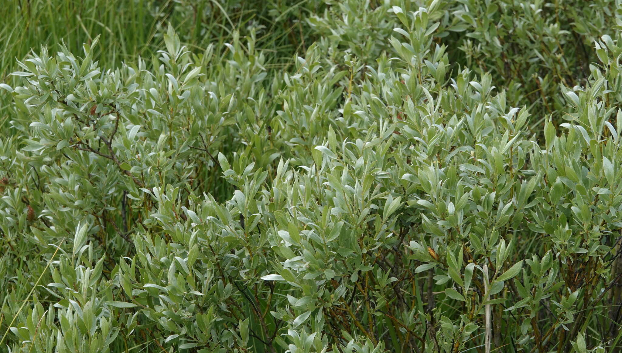 Image de Salix wolfii Bebb