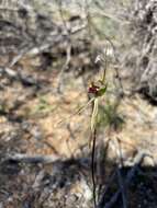 Caladenia verrucosa G. W. Carr resmi