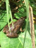 Image de Microhyla butleri Boulenger 1900