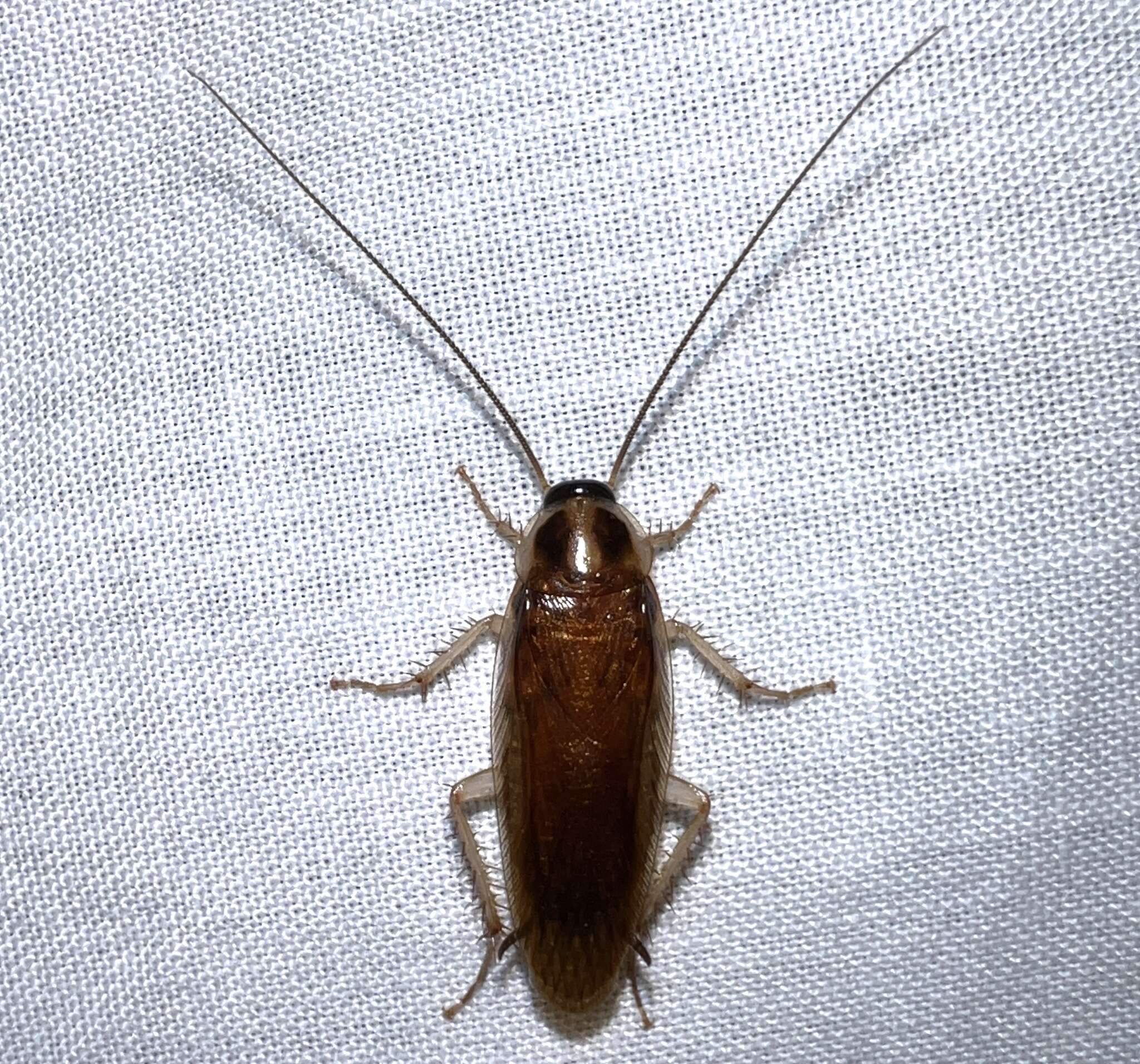 Image of Ischnoptera bilunata Saussure 1869