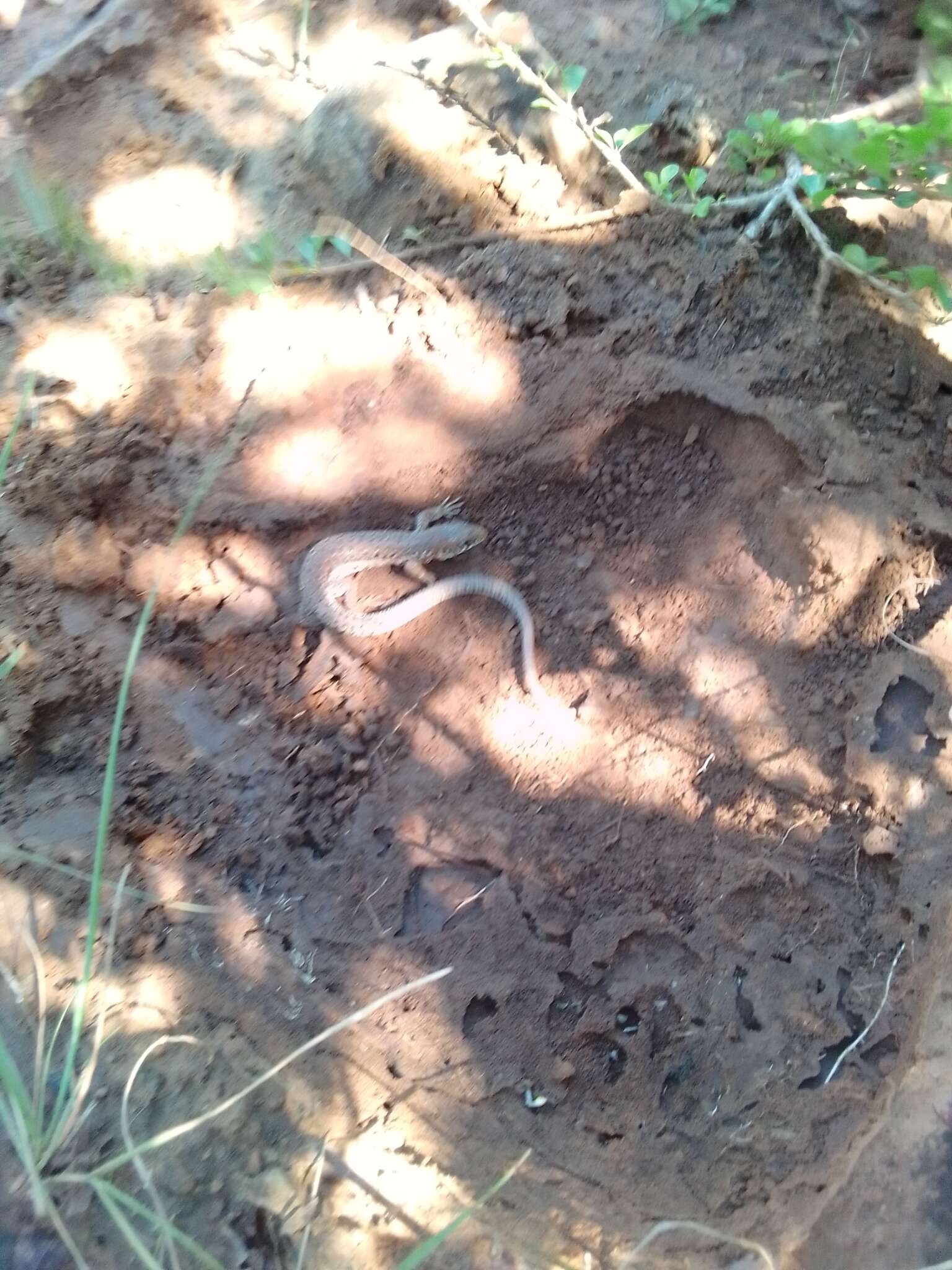 Image of Spotted Sandveld Lizard