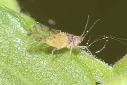 Image of Aphid