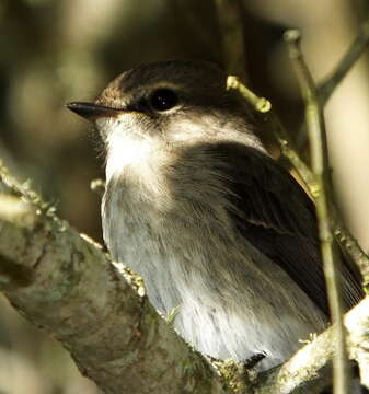 Image de Muscicapa adusta adusta (Boie & F 1828)