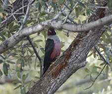 Image of Lewis's Woodpecker