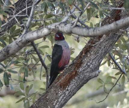 Plancia ëd Melanerpes lewis (Gray & GR 1849)