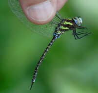 Image of Turquoise-tipped Darner