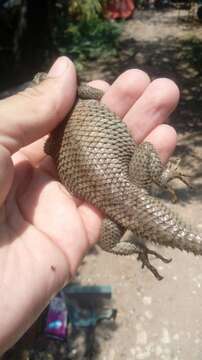 Image of Buller's Spiny Lizard