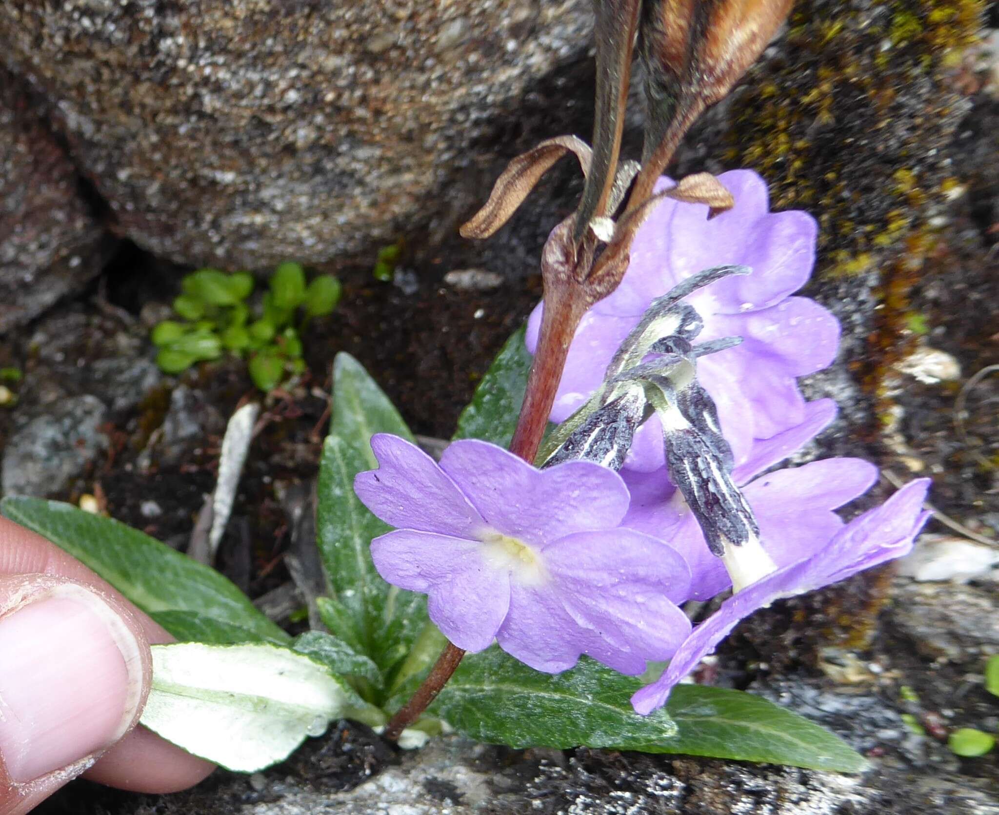 Image of Primula megalocarpa H. Hara