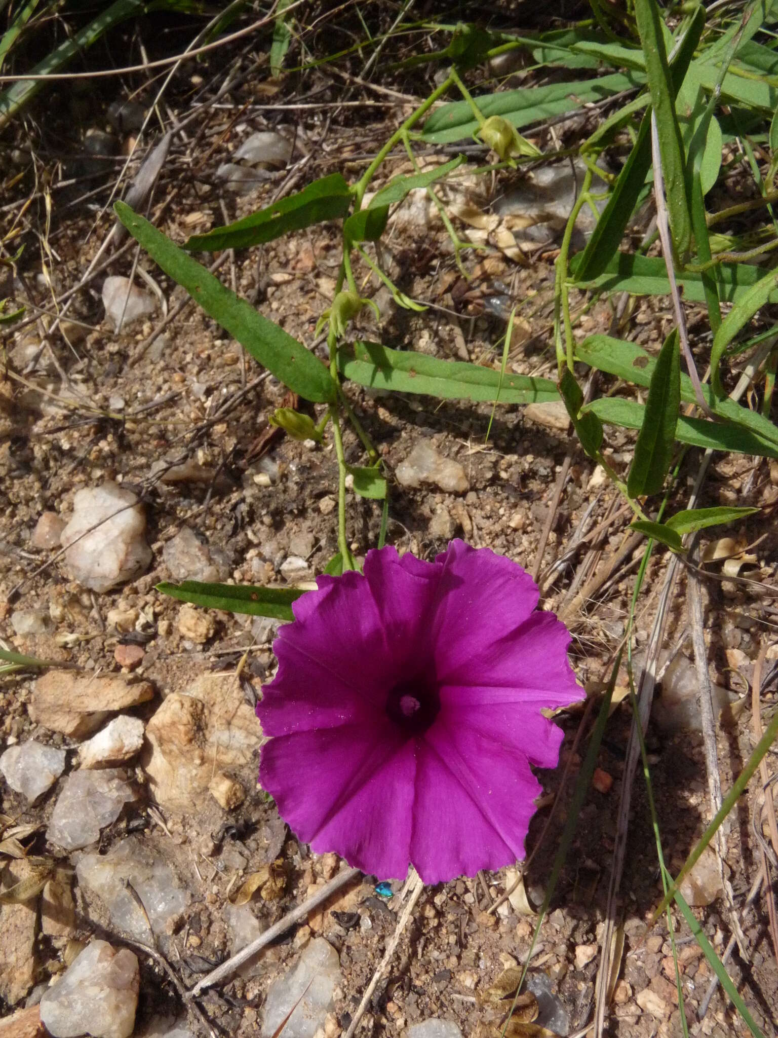 Image of Ipomoea robertsiana Rendle