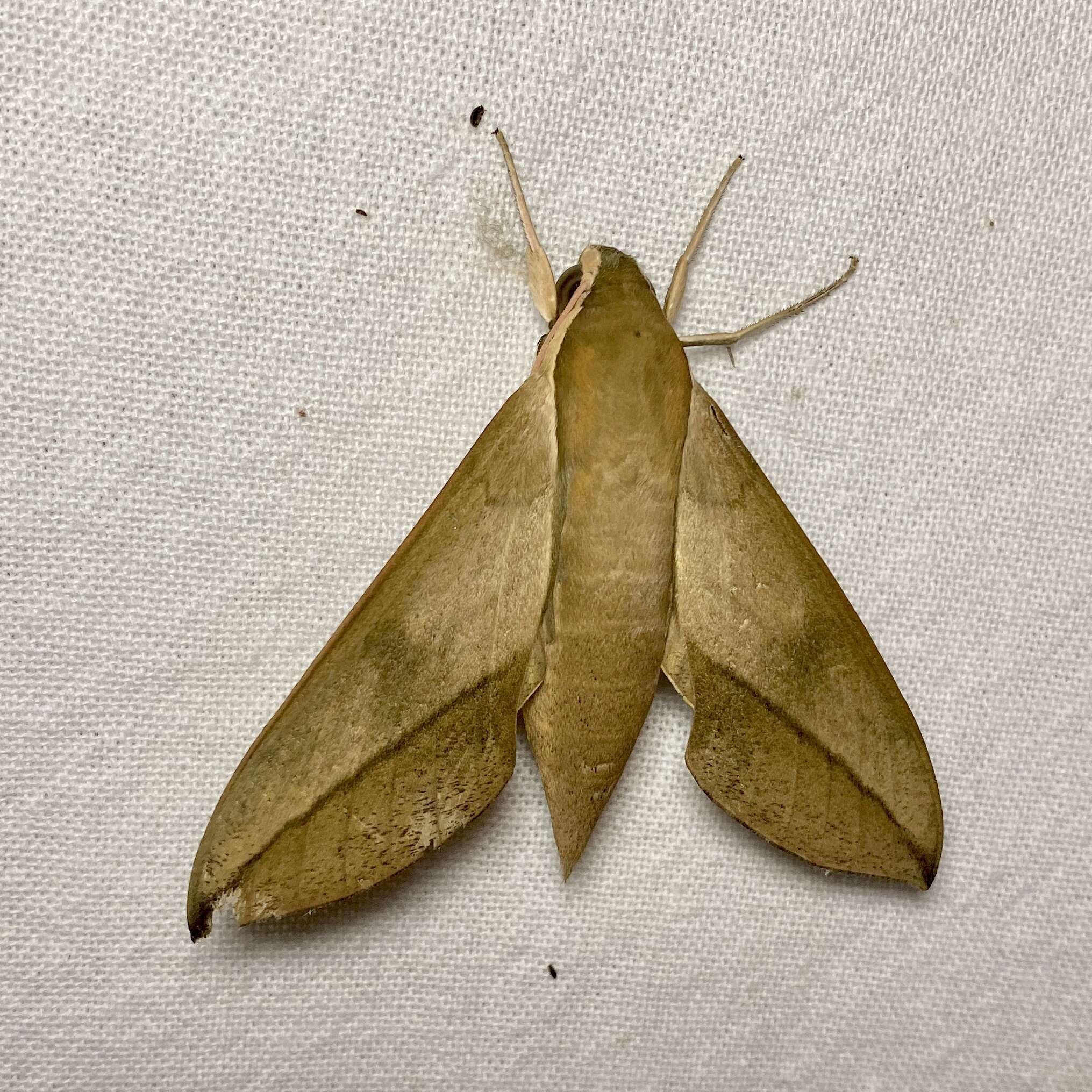 Image of Theretra celata (Butler 1877)