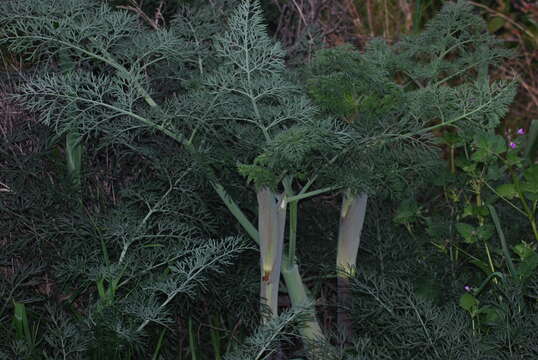 صورة Ferula glauca L.