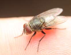 Image of Narrow-cheeked cluster fly