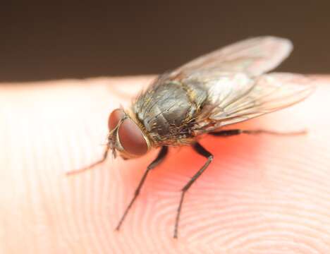 Image of Narrow-cheeked cluster fly