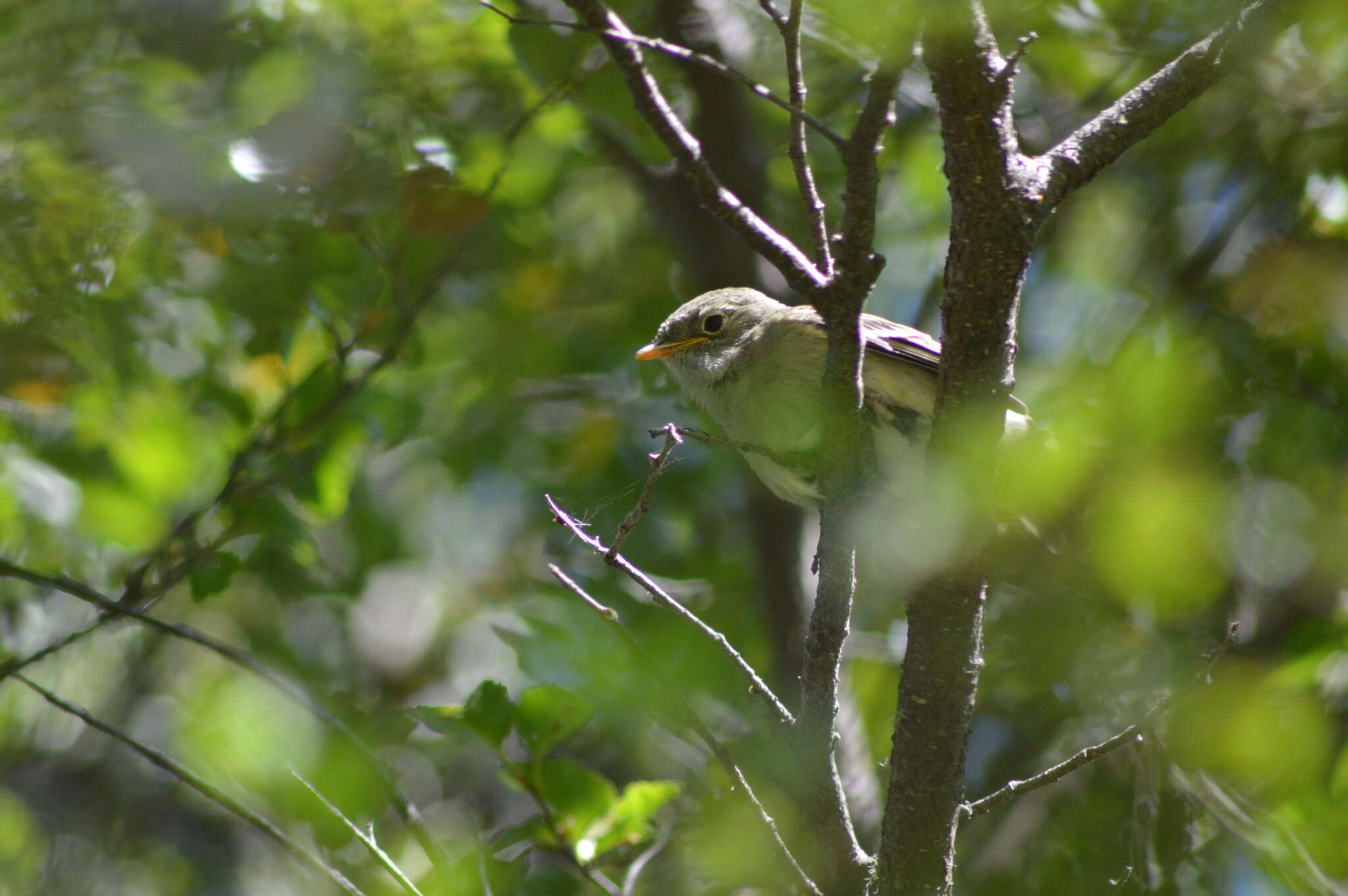 Image of White-crested Elaenia