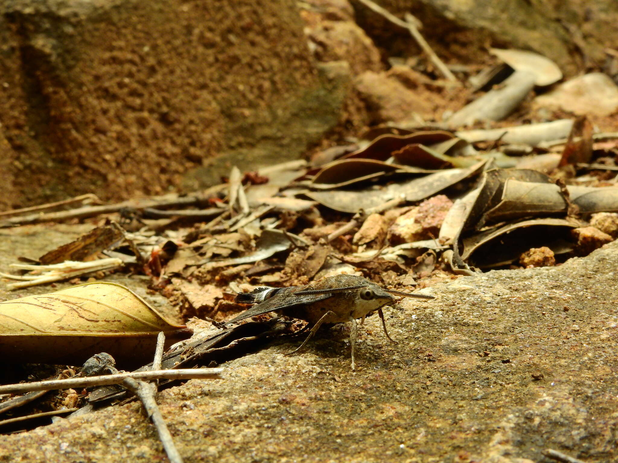Image of Macroglossum gyrans Walker 1856