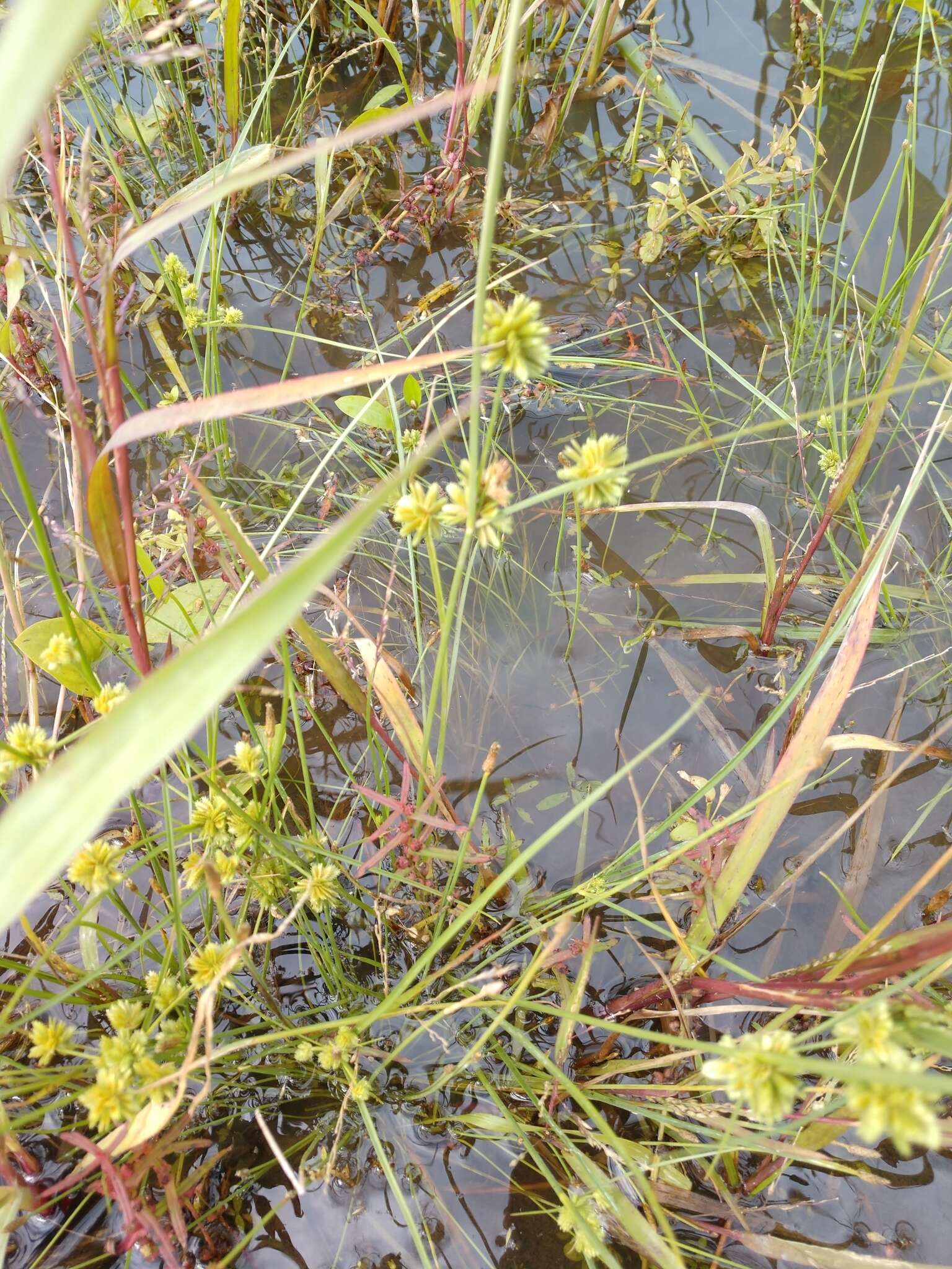 Слика од Cyperus acuminatus Torr. & Hook.