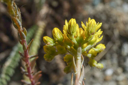 Image of Petrosedum montanum (Song. & Perr.) V. Grulich