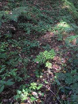 Image of dwarf netvein hollyfern